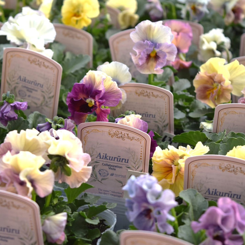 大人気　花日和　ビオラ　アイクルール　小さめ苗　24本セット 花日和 ビオラ アイクルール 小さめ苗 24本セット 大人気 花日和