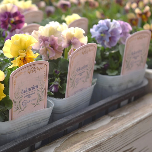 大人気　花日和　ビオラ　アイクルール　小さめ苗　24本セット 桐生ふぁ～むさん×花日和さん】ビオラ「アイクルール」 | プチフルール