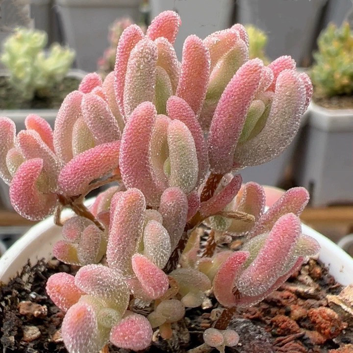 超レア　多肉植物ドロサンテマ 超キラキラ flash 抜き苗１株 Purple