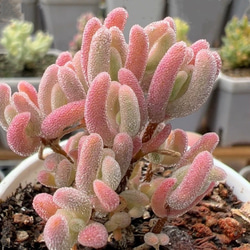 高級苗　日本初登場　多肉植物　エケベリア　無尽灯　むじん‐とう　抜き苗　1株 高級苗 日本初登場 多肉植物 エケベリア 無尽灯 むじん‐とう