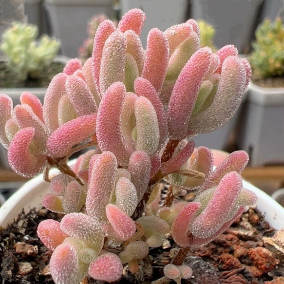 新入荷　超レア　多肉植物　ドロサンテマ 超キラキラ ダイヤモンド黄錦　抜き苗１株 新入荷 超レア 多肉植物 ドロサンテマ 超キラキラ ダイヤモンド