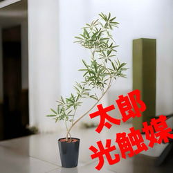 光触媒　人工観葉植物　フェイクグリーン　シェフレラアンガスティポット 光触媒 人工観葉植物 フェイクグリーン シェフレラアンガスティポット