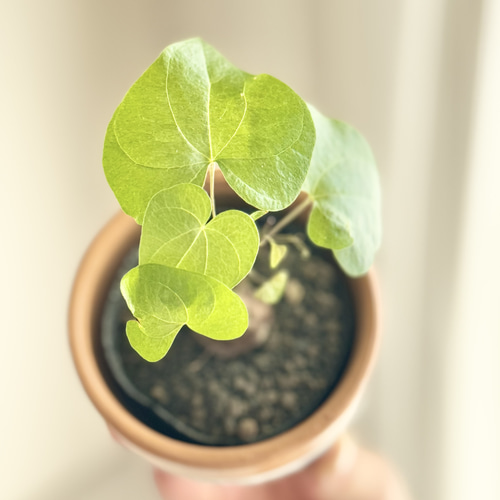 ちょこんとサイズの亀甲竜／希少 冬型塊根植物 観葉植物 サボテン ミニ 