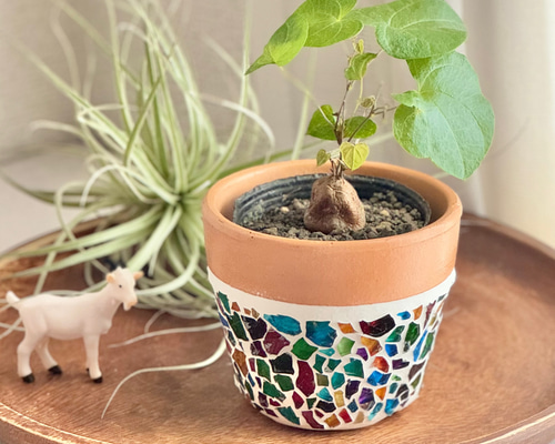 ちょこんとサイズの亀甲竜／希少 冬型塊根植物 観葉植物 サボテン ミニ