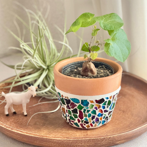 【亀甲竜】 一点物・現物発送 鉢ごと発送します 亀甲竜】 一点物・現物発送 鉢ごと発送します