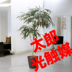 光触媒 人工観葉植物 フェイクグリーン ショウナンゴムポット180