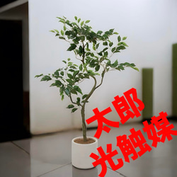 光触媒　人工観葉植物　ウォールグリーン　フェイクグリーン　オリーブカラテア120 光触媒 人工観葉植物 ウォールグリーン フェイクグリーン