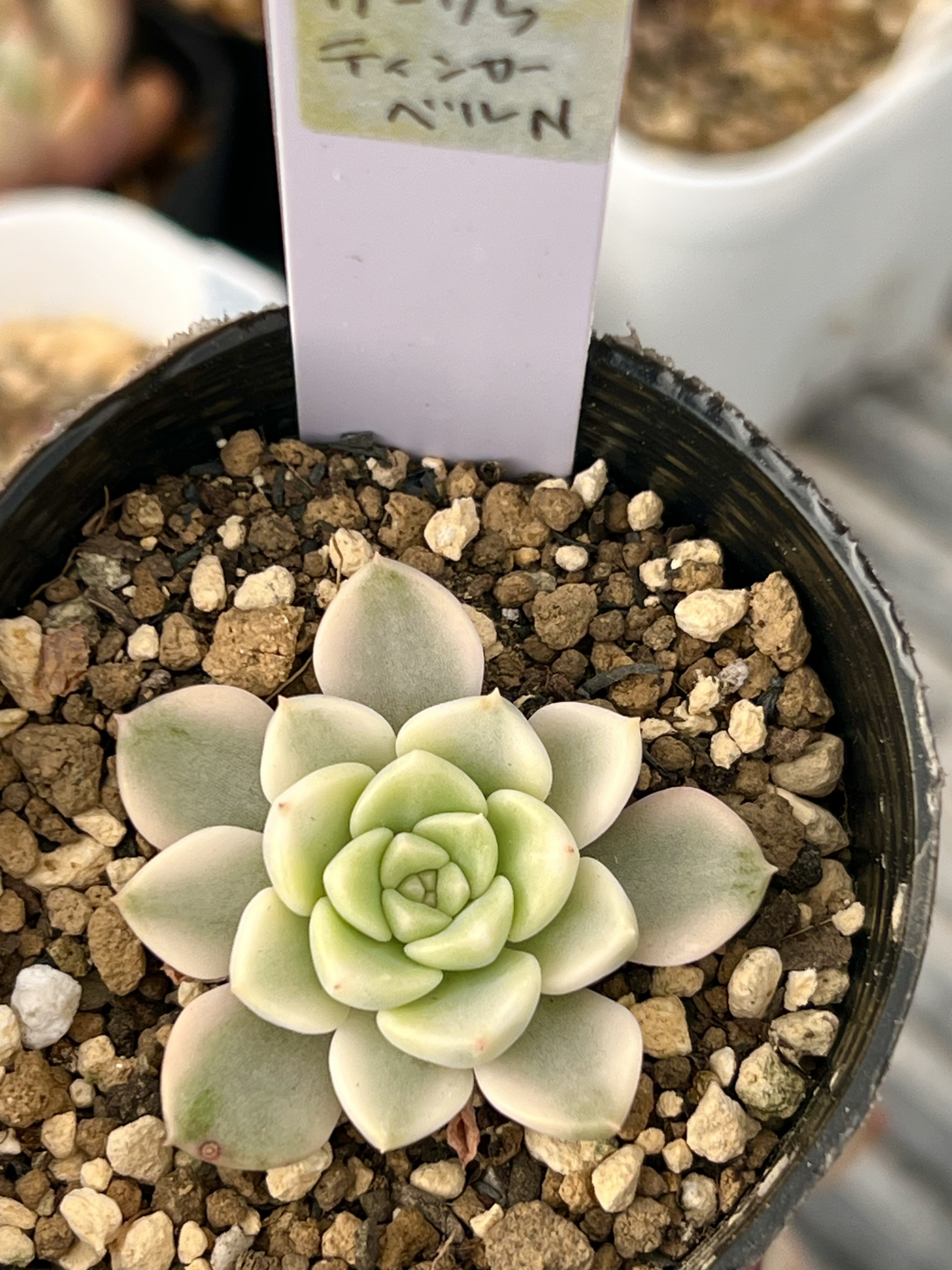 多肉植物　マドレデルスール錦　抜き苗 多肉植物 マドレデルスール錦 抜き苗 - メルカリ