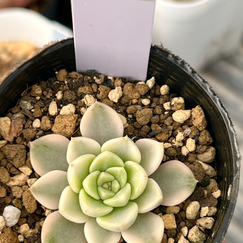 ティンカーベル錦(7-75)＊多肉植物＊抜き苗 多肉植物 ＊N＊ 通販