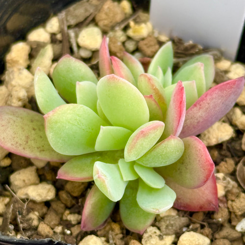 ハオルチアコレクション・氷河inわけけのお店 多肉植物 わけけの