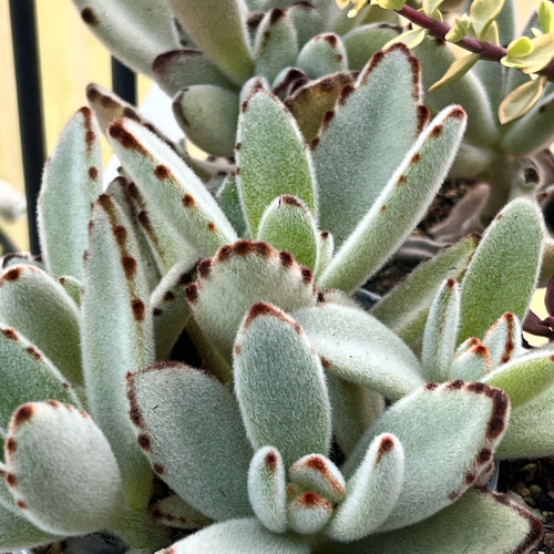 カランコエ'野うさぎ'の基本情報・育て方｜多肉植物・サボテン図鑑