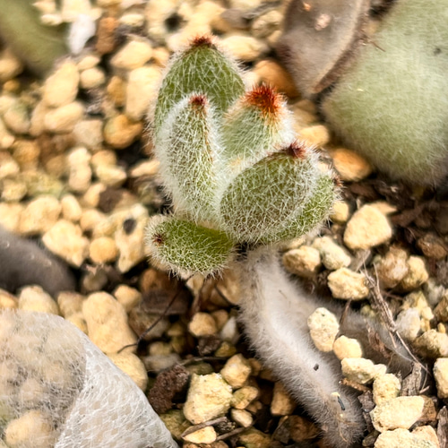 カランコエ＊パンダうさぎ＊多肉植物＊抜き苗 多肉植物 ＊N＊ 通販