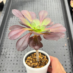 雪つぼみ ミックスベリア おらいさん苗 多肉植物 多肉植物