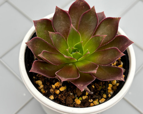 フェニックスフレイム アエオニウム 多肉植物 多肉植物 kanomarihome