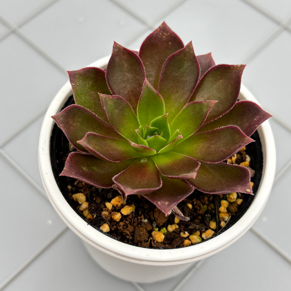 フェニックスフレイム アエオニウム 多肉植物 多肉植物 kanomarihome