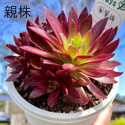 鳳凰錦 アエオニウム 多肉植物 多肉植物 kanomarihome 通販 鳳凰錦 アエオニウム 多肉植物 多肉植物 kanomarihome 通販