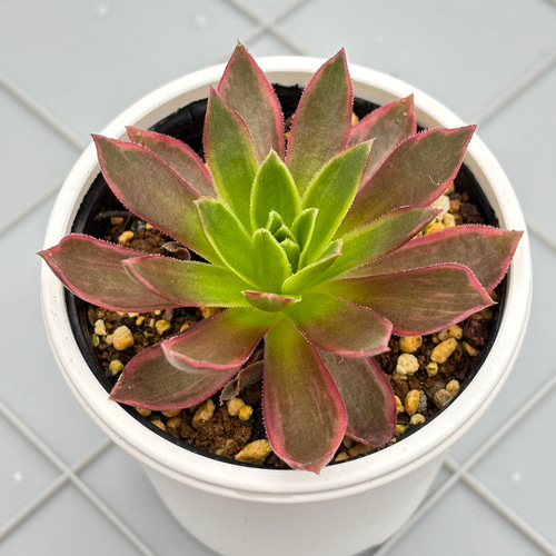 鳳凰錦 アエオニウム 多肉植物 多肉植物 kanomarihome 通販 18686370