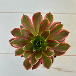 95#多肉植物アエオニウム錦❤️碧玉❤️8頭15cm 鉢土付き出荷 35#多肉植物アエオニウム錦❤️碧火❤️1大頭9cm 拔き苗 - メルカリ