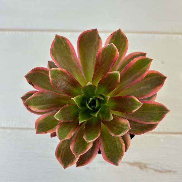 多肉植物アエオニウム錦❤️金絲雀锦❤️ 多肉植物アエオニウム錦❤️金絲雀锦❤️