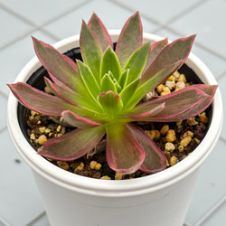 おまとめ！　39SALE！多肉植物^o^   スヨン おまとめ！ 39SALE！多肉植物^o^ スヨン おまとめ！ 39SALE！多肉植物