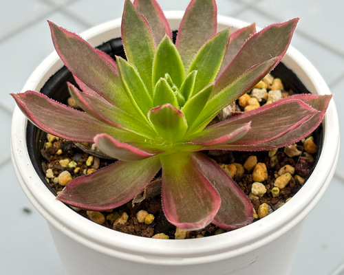 鳳凰錦 アエオニウム 多肉植物 多肉植物 kanomarihome 通販 18686370