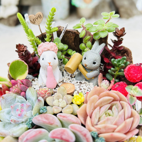 このまま飾れます】再販♡ 餅つきウサギさん♪多肉植物寄せ植え 多肉
