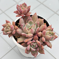 雪つぼみ ミックスベリア おらいさん苗 多肉植物 多肉植物