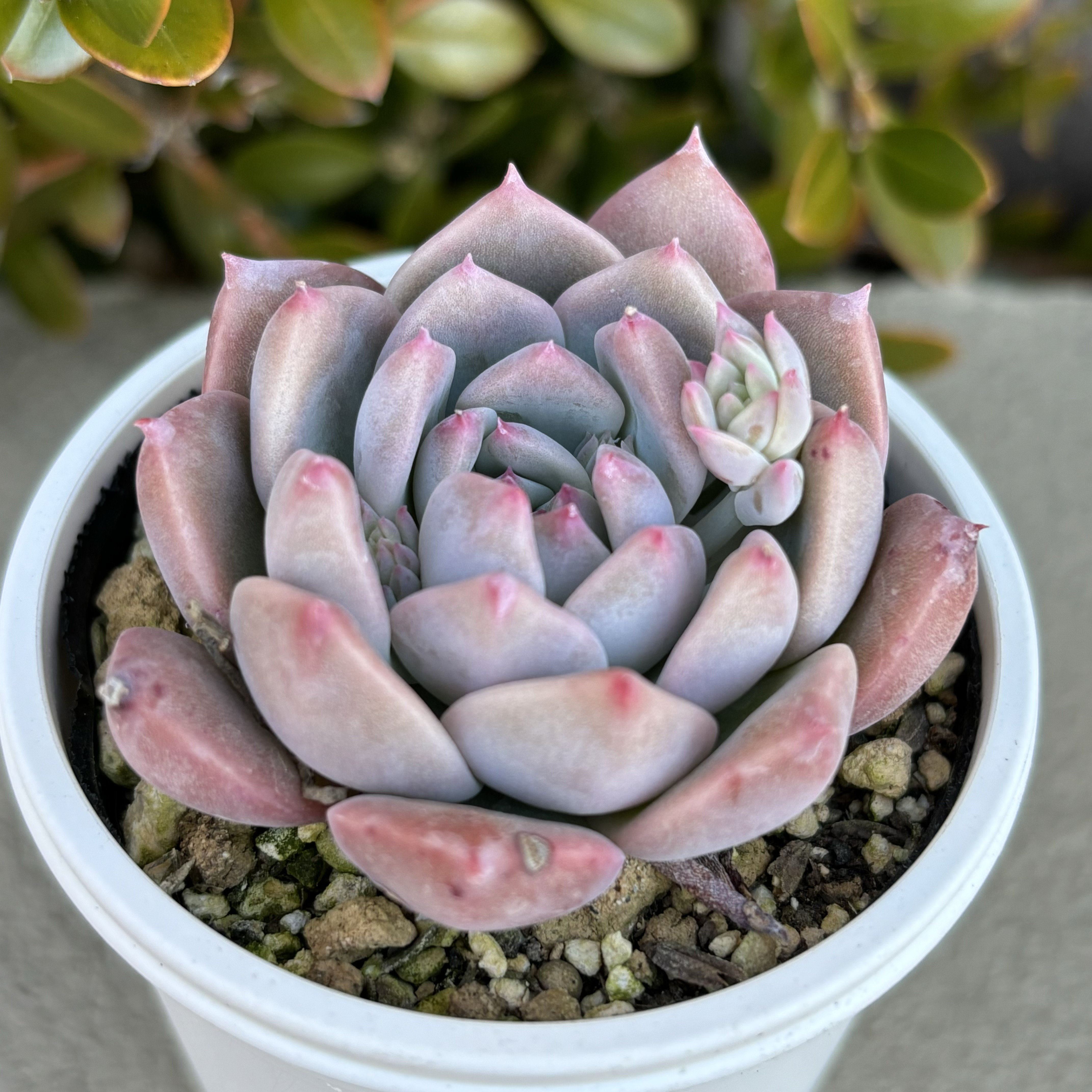 その他多肉植物 WR フロストフラワー 多肉植物 多肉植物 kanomarihome 通販