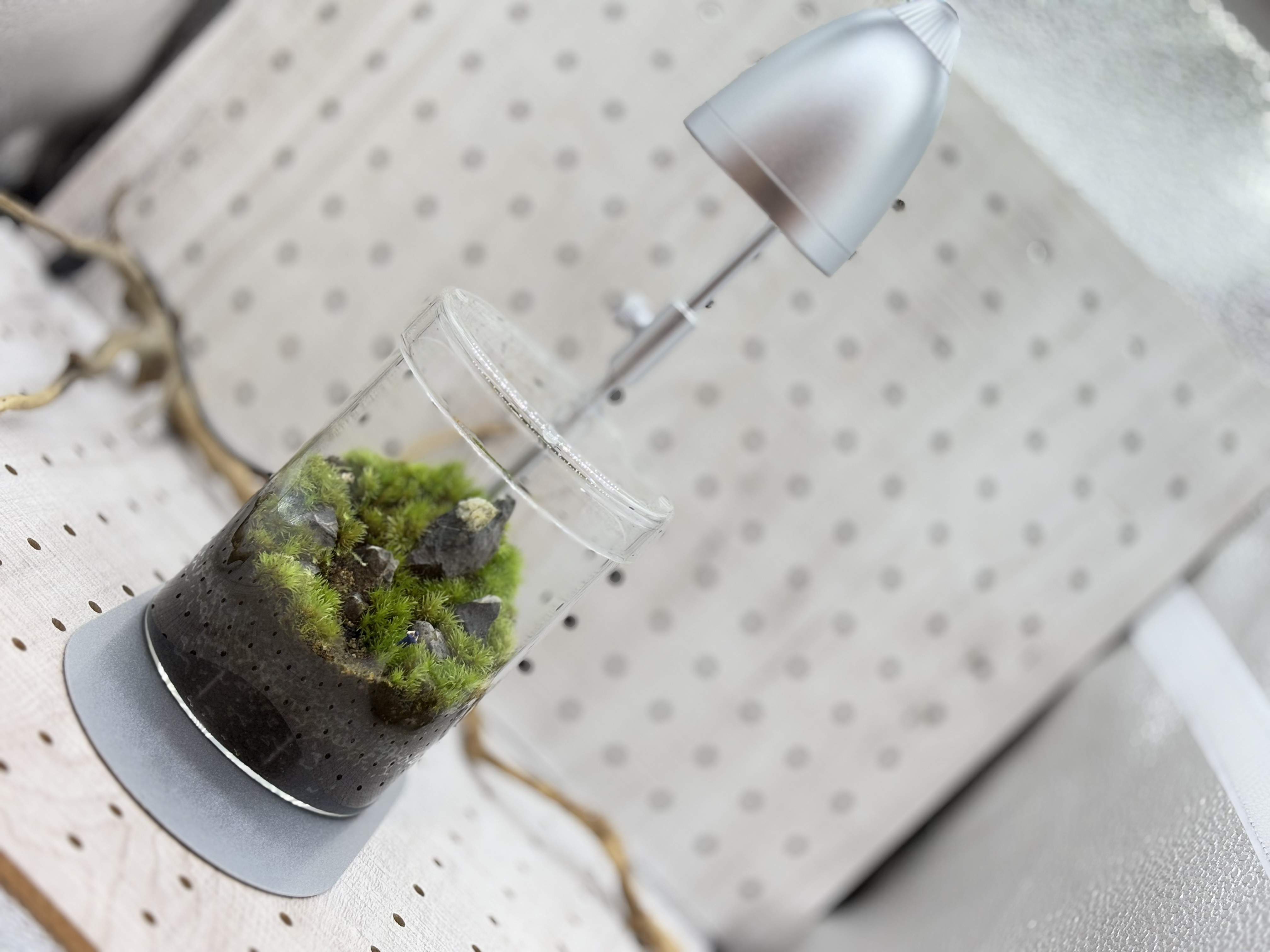 【植物達に灯りを…】育つライト