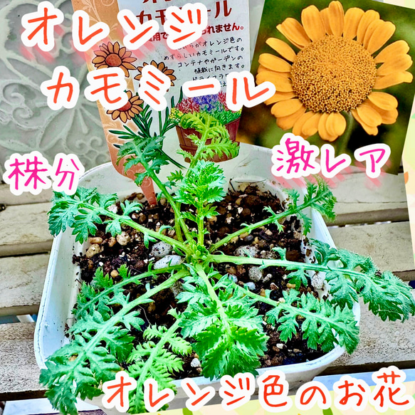最新のデザイン 株分 オレンジカモミール カモミール 寄せ オレンジのお花 苗 ハーブ