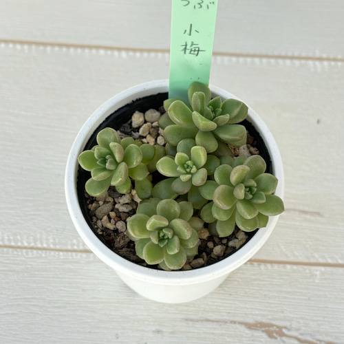 多肉植物 おもち（根付き） 小梅（カット苗） セット つぶつぶ屋