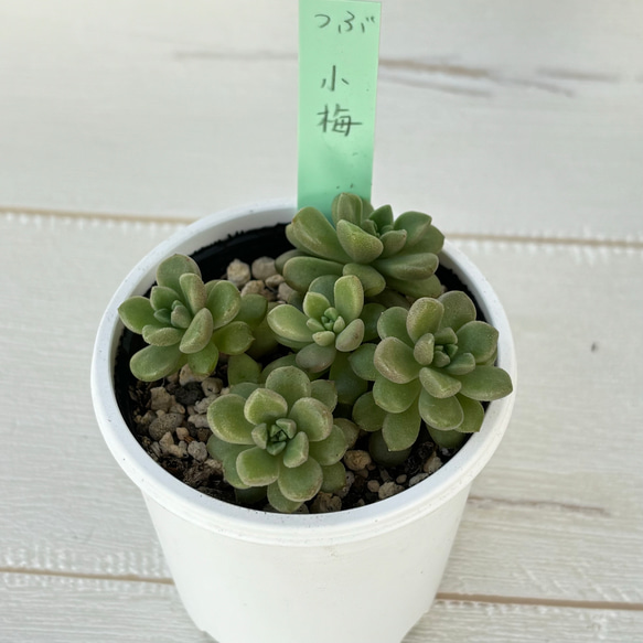 小梅 つぶつぶ屋さん 多肉植物 多肉植物 kanomarihome 通販 18689378