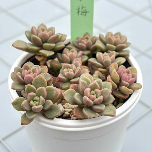 小梅 つぶつぶ屋さん 多肉植物 多肉植物 kanomarihome 通販 18689378