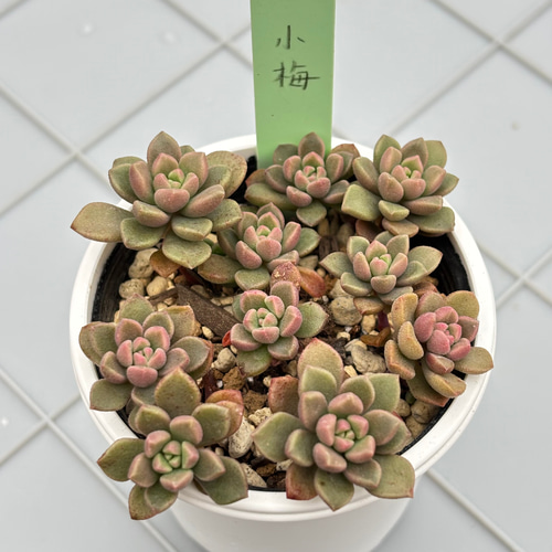 小梅 つぶつぶ屋さん 多肉植物 多肉植物 kanomarihome 通販 18689378