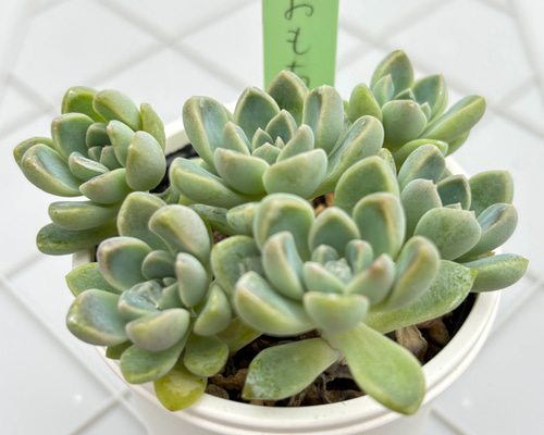 おもち つぶつぶ屋さん 多肉植物 多肉植物 kanomarihome 通販 18689382