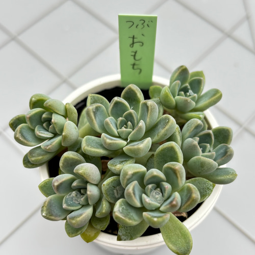 おもち つぶつぶ屋さん 多肉植物 多肉植物 kanomarihome 通販 18689382