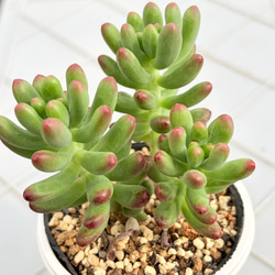 ルビーティント 多肉植物 多肉植物 kanomarihome 通販 18689398