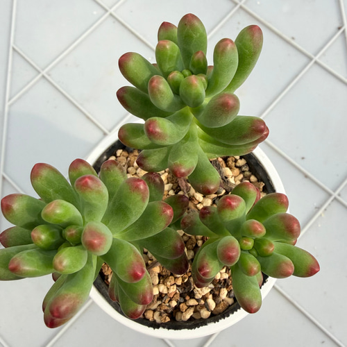 ルビーティント 多肉植物 多肉植物 kanomarihome 通販 18689398