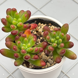 プラ鉢 A-25×10個とオリジナル多肉の土1.5リットル セット 多肉植物