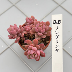 ダーリーサンシャイン 多肉植物 多肉植物 kanomarihome 通販 15686160