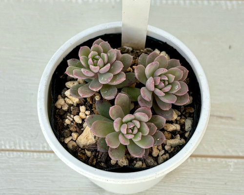 リンダリンダ ぼのぼのさん 多肉植物 多肉植物 kanomarihome