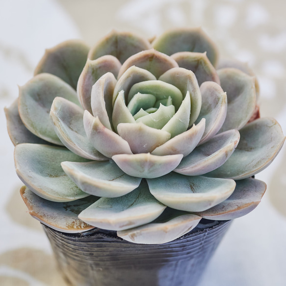 多肉植物 エケベリア ブルーサプライズ 7.5cmポット苗 : ハニー