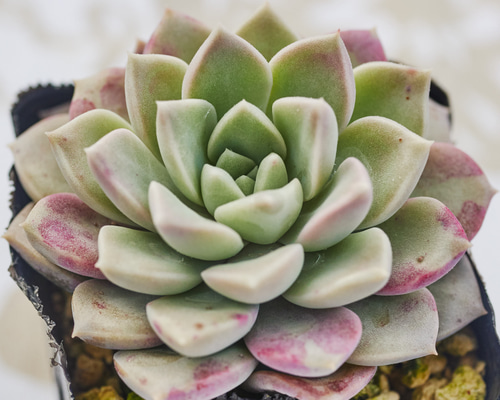 多肉植物 緑とピンクのグラデーション*3 多肉植物 紫と緑のグラデーション 5株*5 多肉植物 紫と緑の