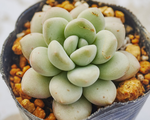 バブルガム 多肉植物 エケベリア 多肉植物 Roots 通販 18690838