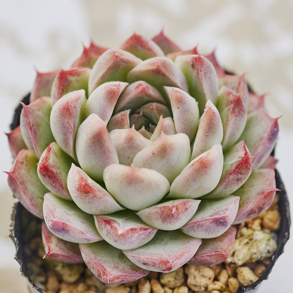 クイーンオブピーチ 多肉植物 エケベリア 多肉植物 Roots 通販 クイーンオブピーチ 多肉植物 エケベリア 多肉植物 Roots 通販