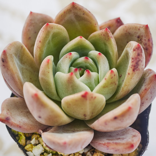 シャーロット 多肉植物 エケベリア 多肉植物 Roots 通販 18690847