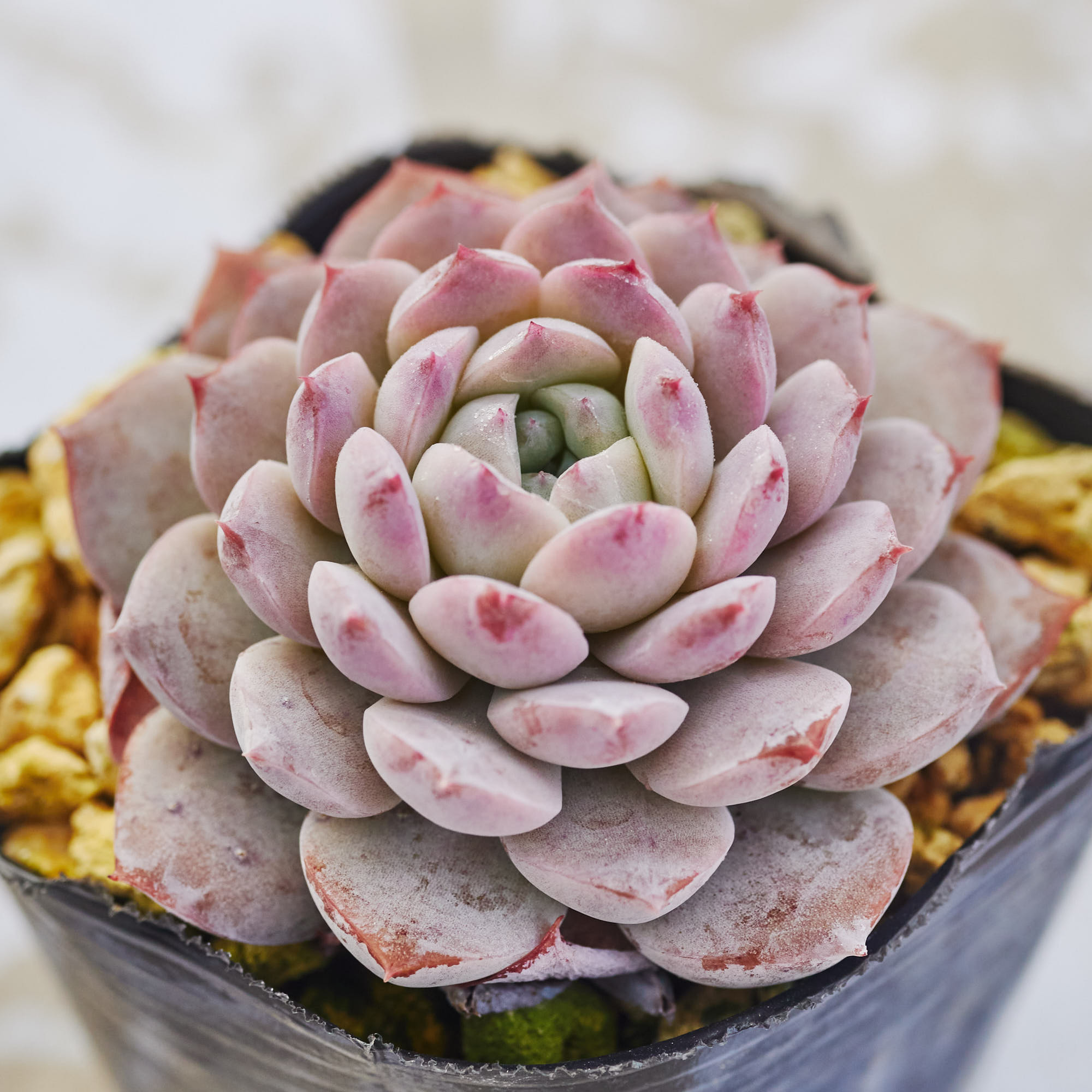 No.528 ❁エリークイーン❁ カット苗 多肉植物 寄せ植え ❁エリークイーン❁ 多肉植物 カット苗 No.528 寄せ植え