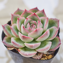 No.562 ❁ピーチデーモン❁ 現品 苗 多肉植物 寄せ植え No.562 ❁ピーチ