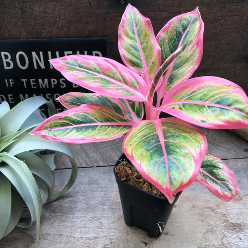 アグラオネマ ロータス デライト「Aglaonema Lotus Delight