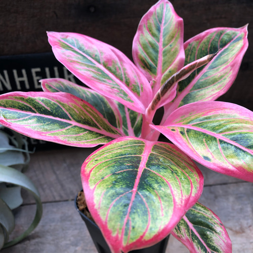 アグラオネマ ロータス デライト 希少（子株もあり） アグラオネマ ロータス デライト「Aglaonema Lotus Delight